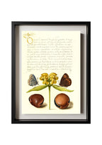 Moths, Jerusalem Sage, and Beans