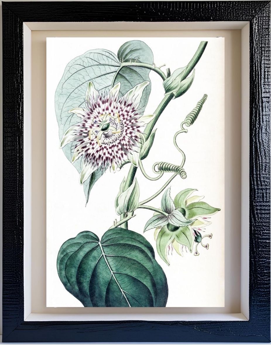 Strapped Passion-flower