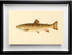 The Brook Trout (Adult Female) Salvelinus-Fontinalis
