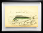 Atlantic Coryphaene or Dolphin