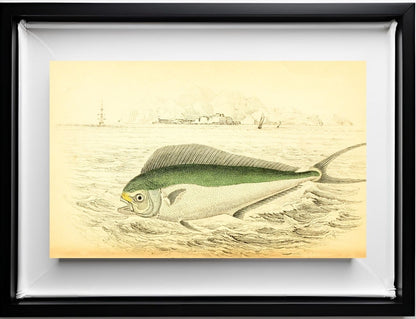 Atlantic Coryphaene or Dolphin