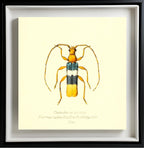 Chenoderus Tricolor