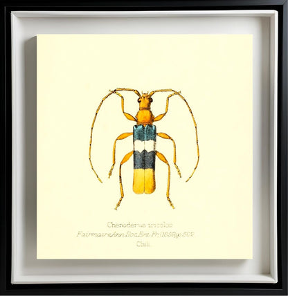Chenoderus Tricolor