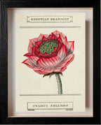 Egyptian Bean-Lily