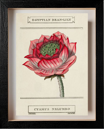 Egyptian Bean-Lily
