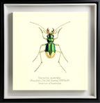 Tetracha Australis