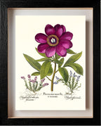 Large crimson corallina peony, Common milkwort