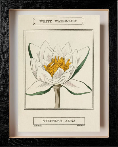 White Water-Lily