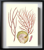 Gorgonia ceratophyta