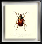 Eutelesmus Simplex