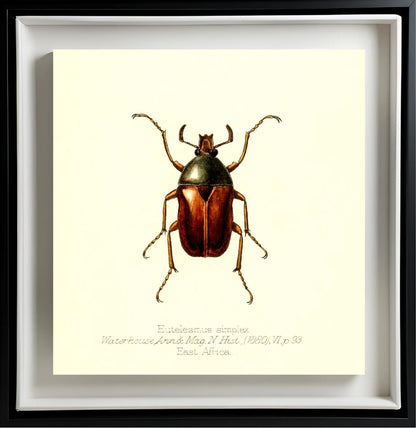 Eutelesmus Simplex
