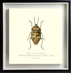 Aplerotus Maculatus