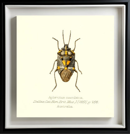 Aplerotus Maculatus