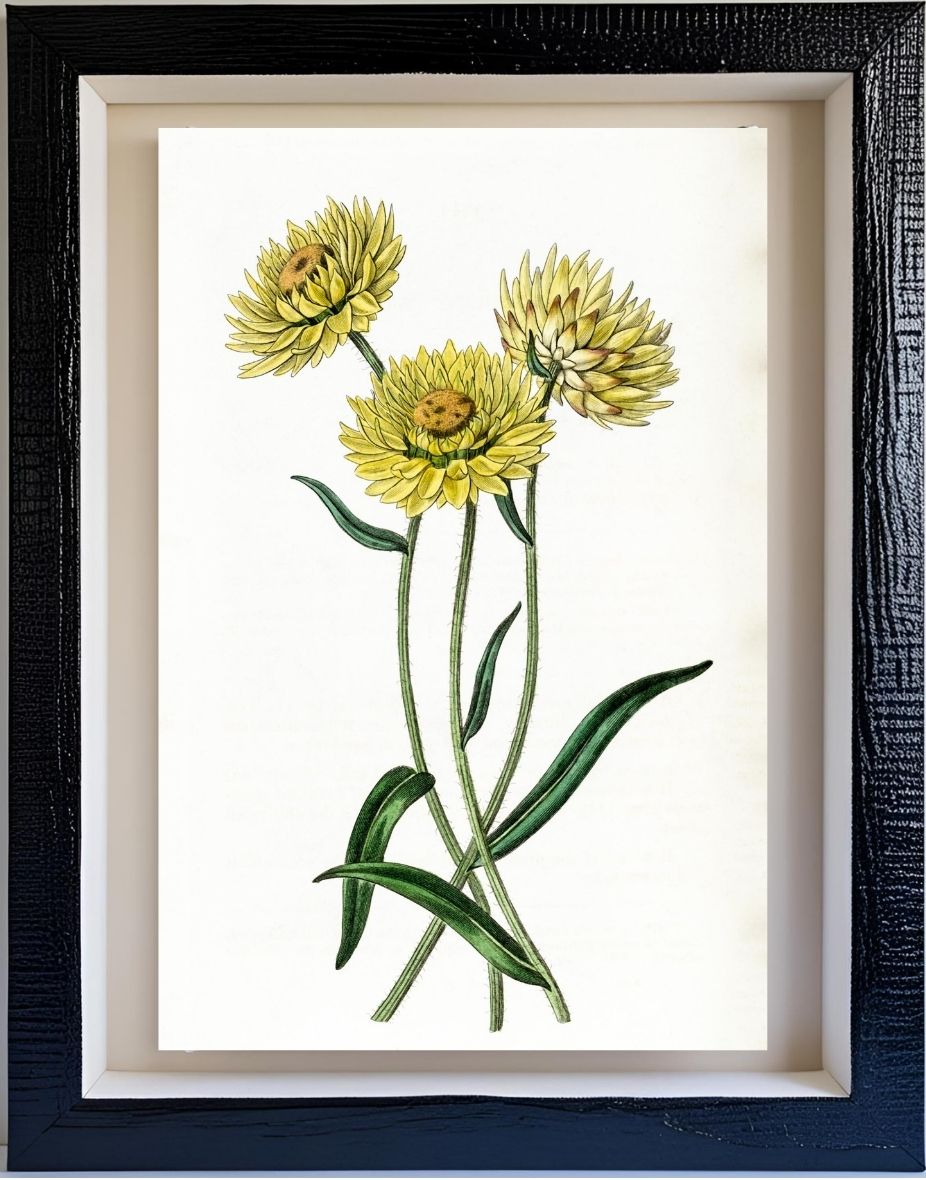 Two-coloured Elichrysum
