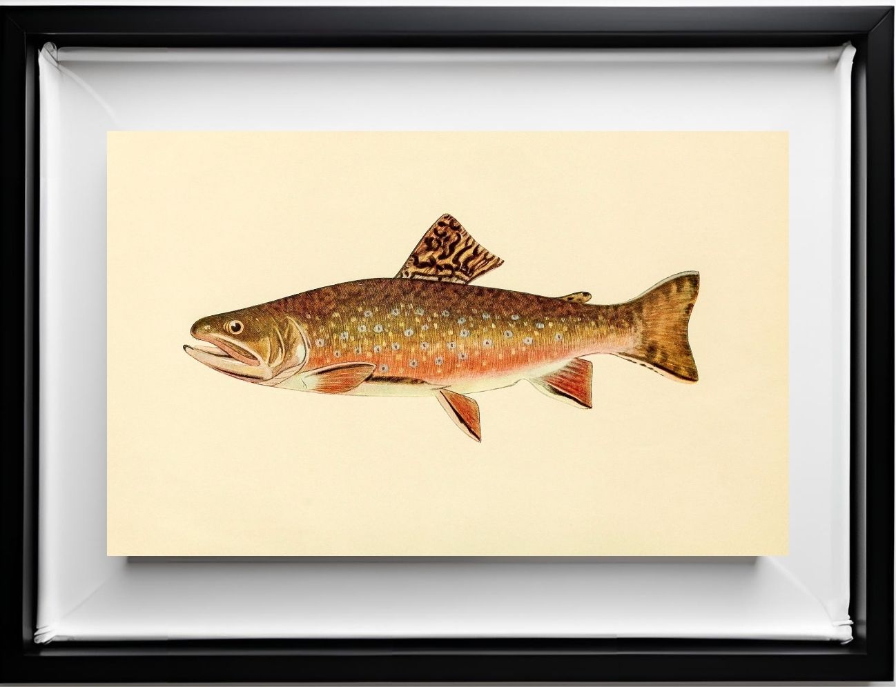 The Brook Trout (Adult Male) Salvelinus-Fontinalis