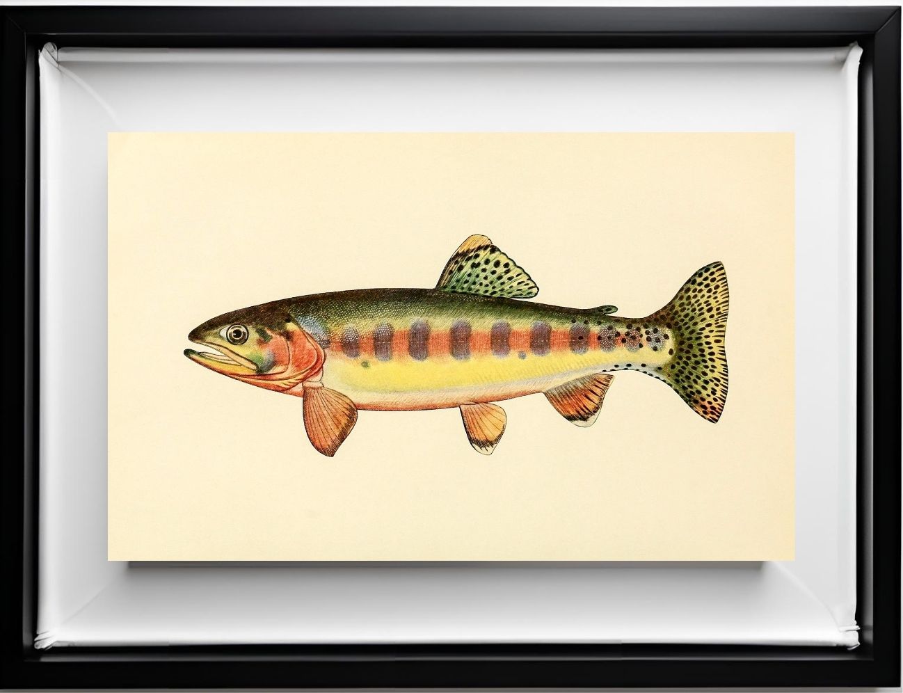 The Golden Trout of Volcano Creek, California