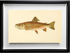 The Brook Trout (Adult Male) Salvelinus-Fontinalis (early summer coloration)