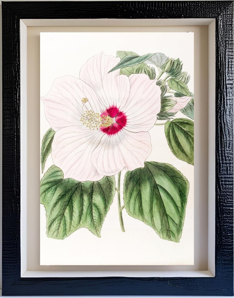 Musk Hibiscus