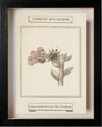 Common Houseleek