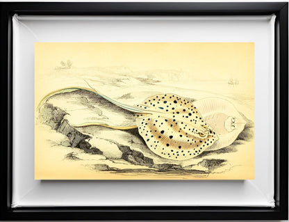 Halgan's Spine-Tailed Ray