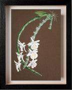 Dendrobium Cretaceum
