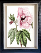 Splendid Hibiscus