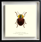 Doryphora Porosa