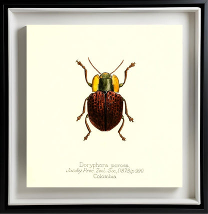 Doryphora Porosa
