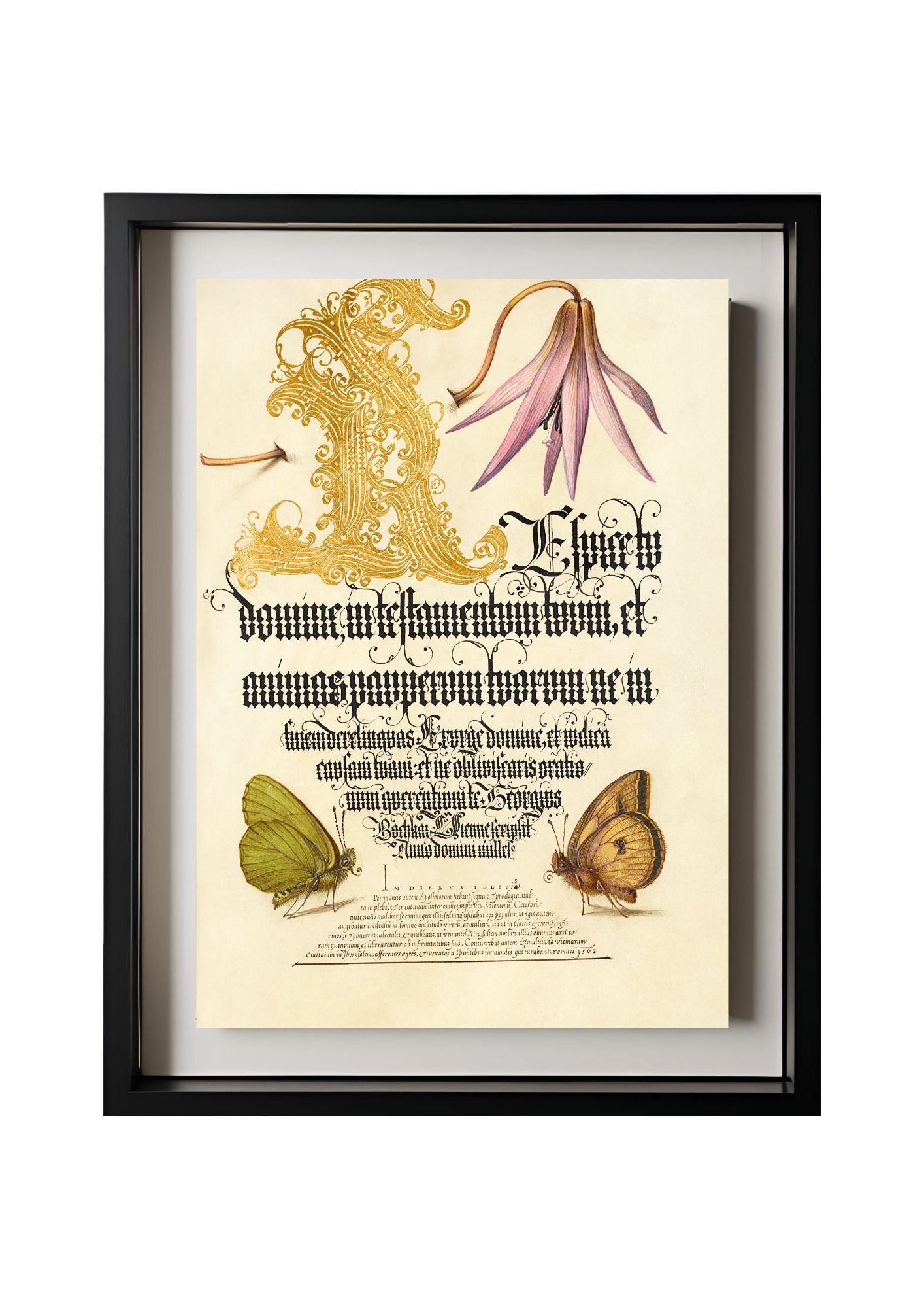 Dog-Tooth Violet and Butterflies