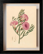 Convolvulus (Ipomoea Oenotheroides)