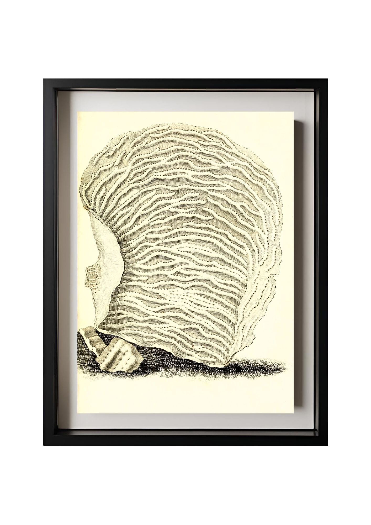 Agaricia undata