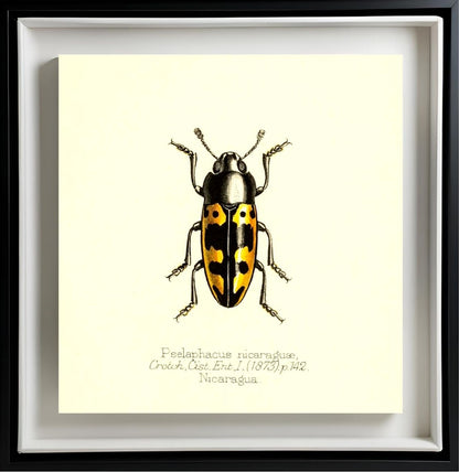 Pselaphacus Nicaraguae