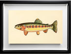 The Golden Trout of Volcano Creek, California