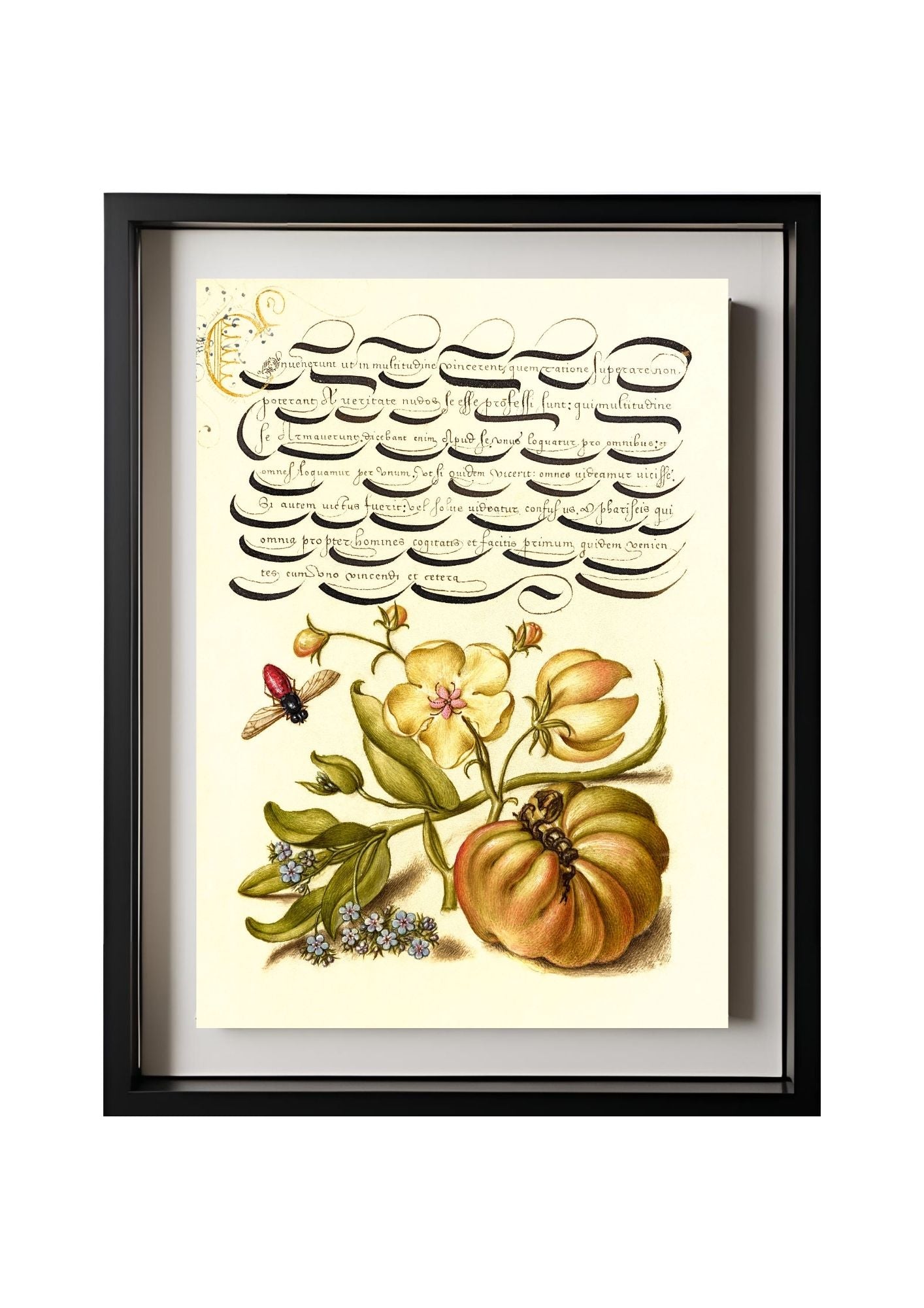 Insect, Moth Mullein, Forget-Me-Not, and Tomato