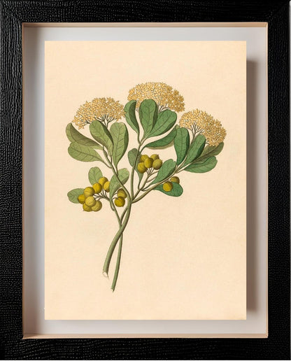 Pentandria Mon. (Pittosporum Viridiflorum)
