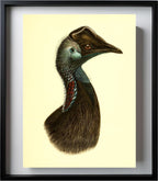 Casuarius Bennetti