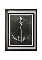 Salvia