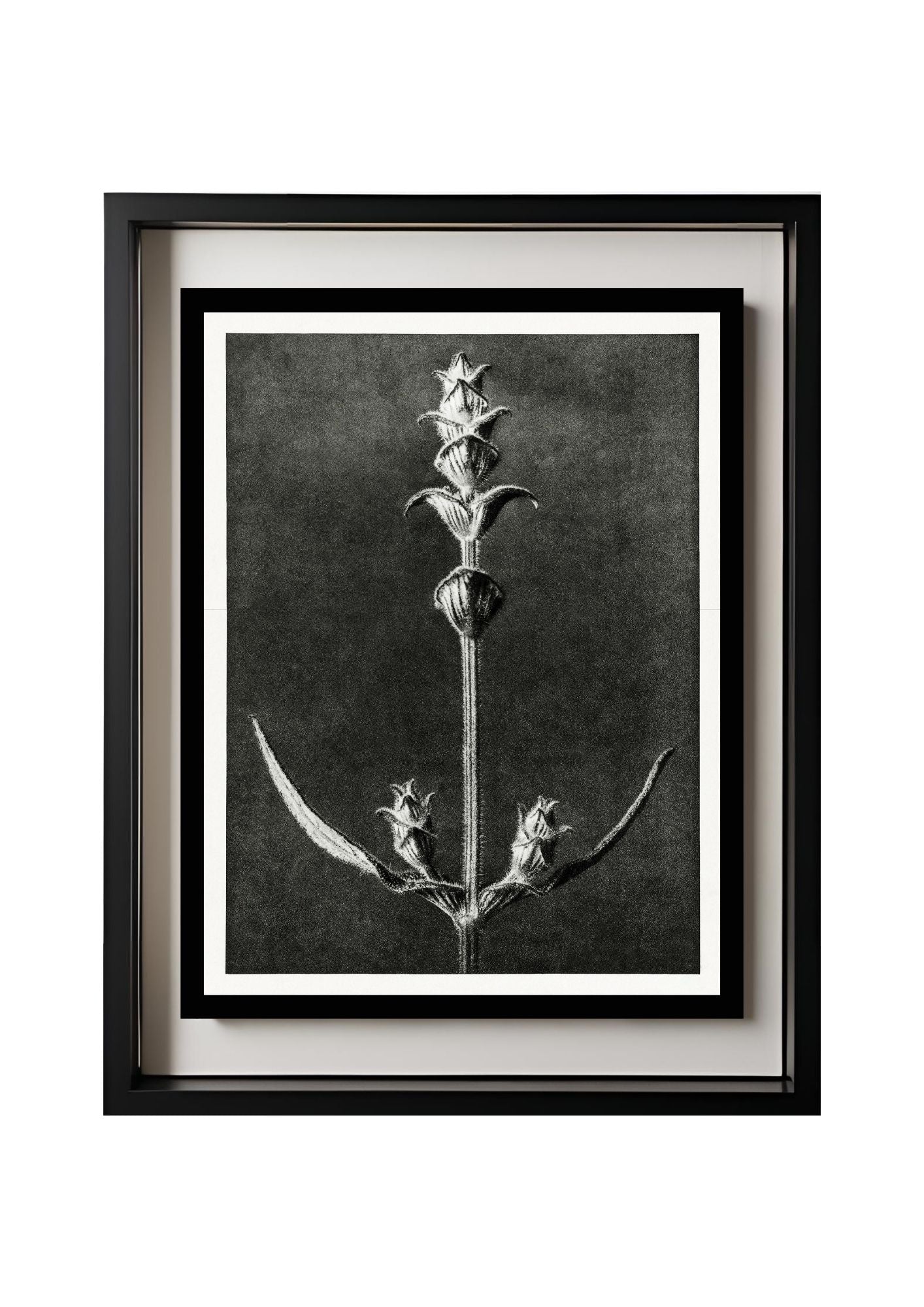 Salvia