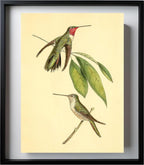Mexican Amethyst Hummingbird