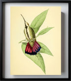 Mango Hummingbird Female