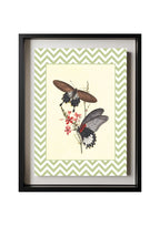 Papilio Coon and Papilio Agener