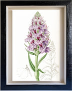 Leafy-Spiked Orchis