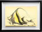 Horned Zanclus or Chaetodon