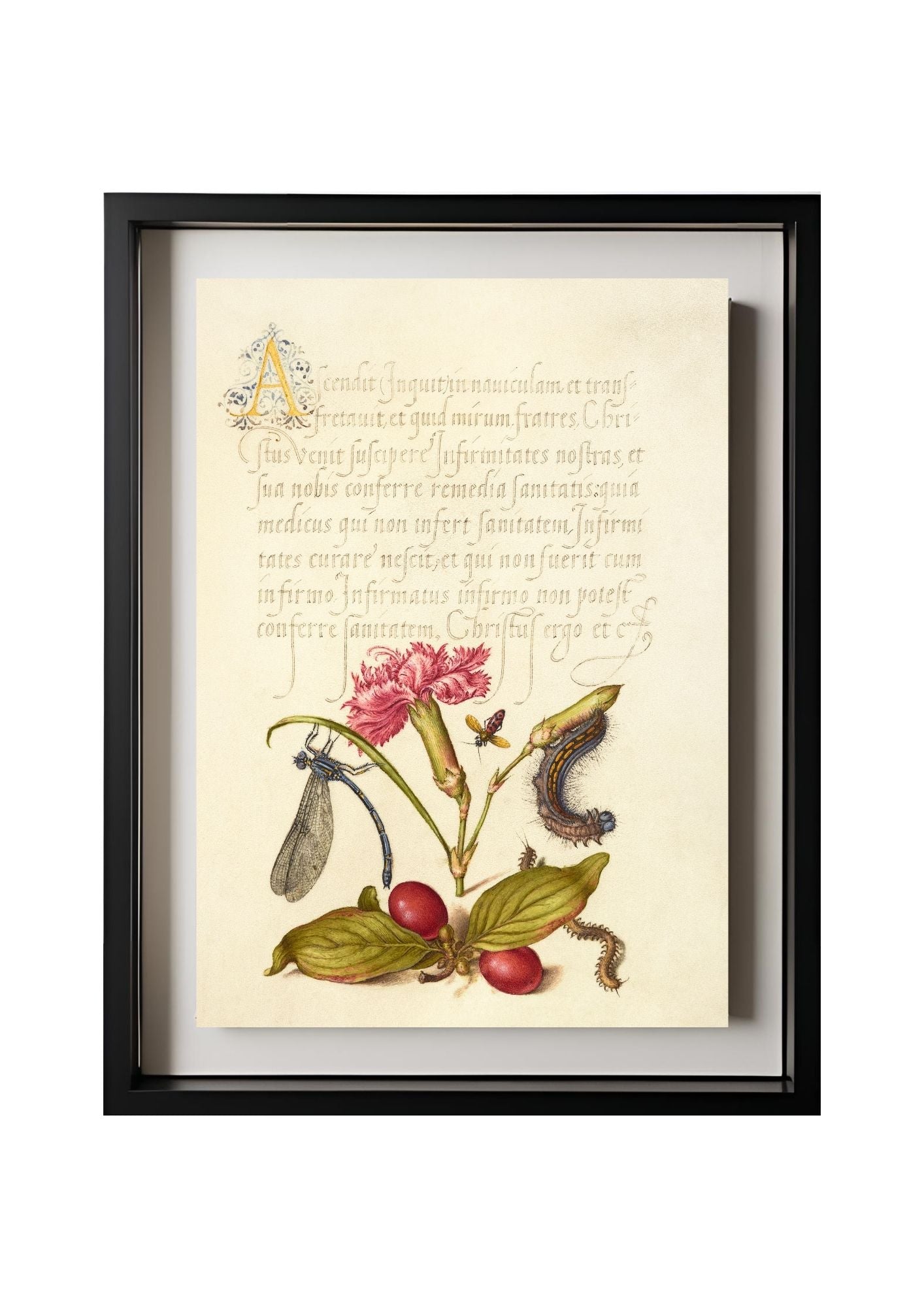 Damselfly, Carnation, Firebug, Caterpillar, Carnelian Cherry, and Centipede
