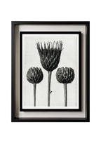 Serratula Nudicaulis (Bare Stemmed Common Saw Wort)
