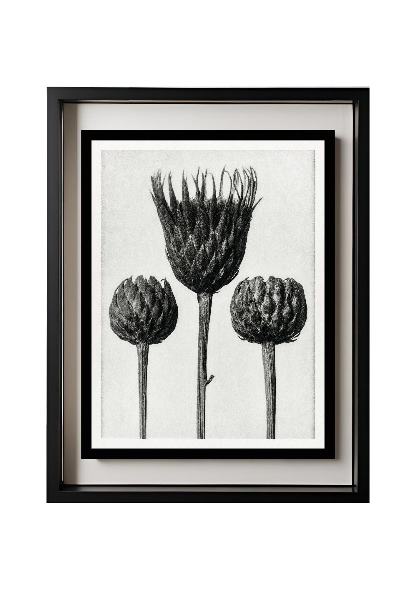 Serratula Nudicaulis (Bare Stemmed Common Saw Wort)