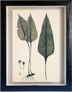 Polypodium Ovatum