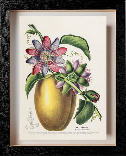 La Barbadine (Passiflora Grandiflora)
