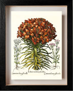 Orange lily, Pink lesser centaury, White centaury