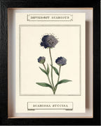 Devil's-Bit Scabious